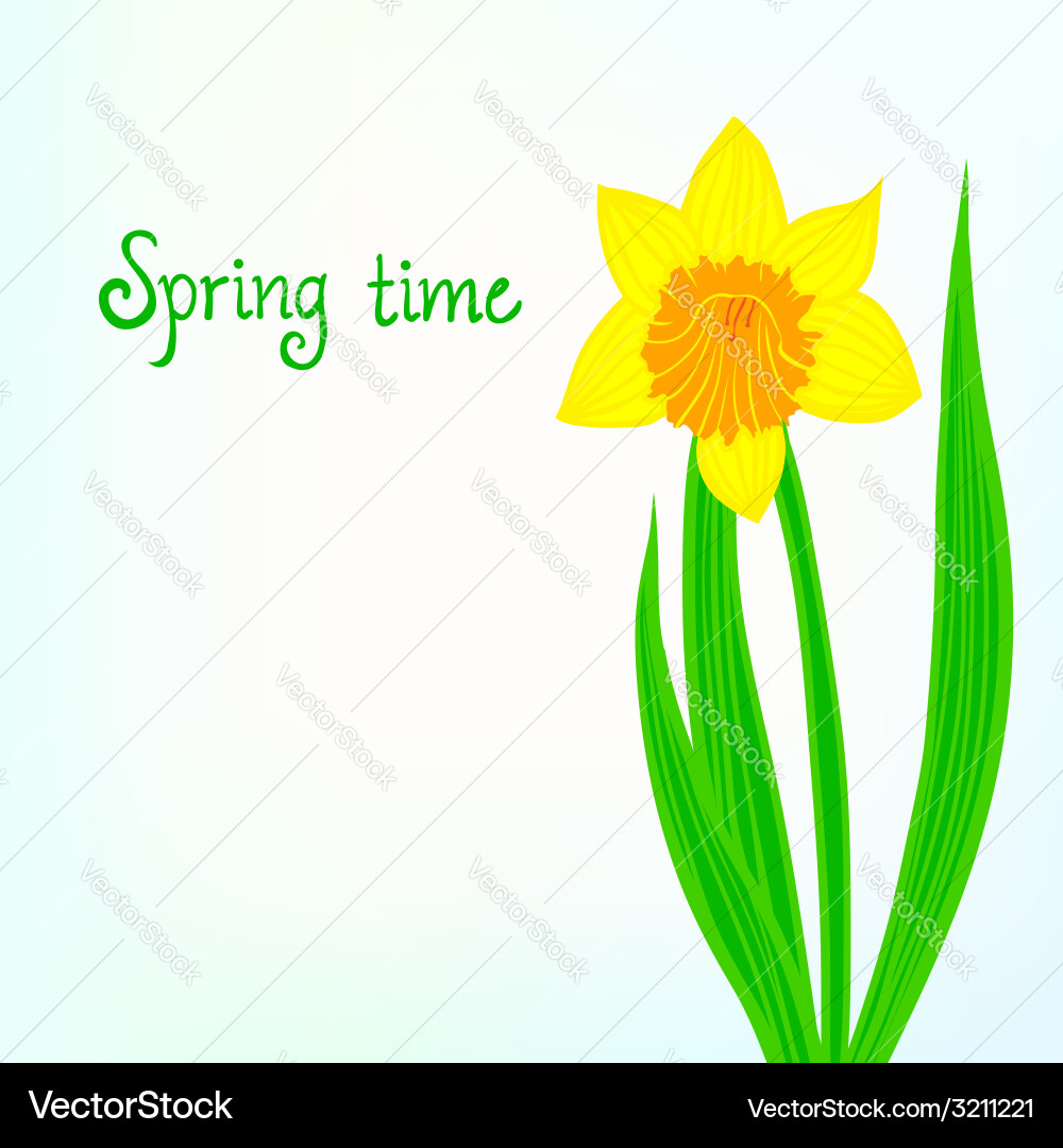 Spring card background with daffodil vector image