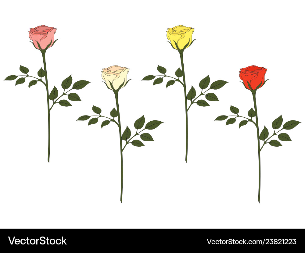 Blumensammlung von handgezogenen Rosenblüten Vektorbild