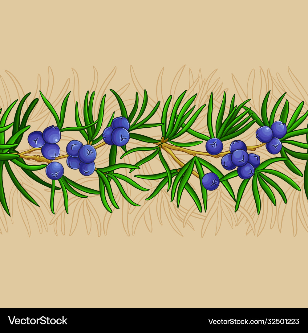 Juniper branches pattern on color Juniper branches pattern on color vector image