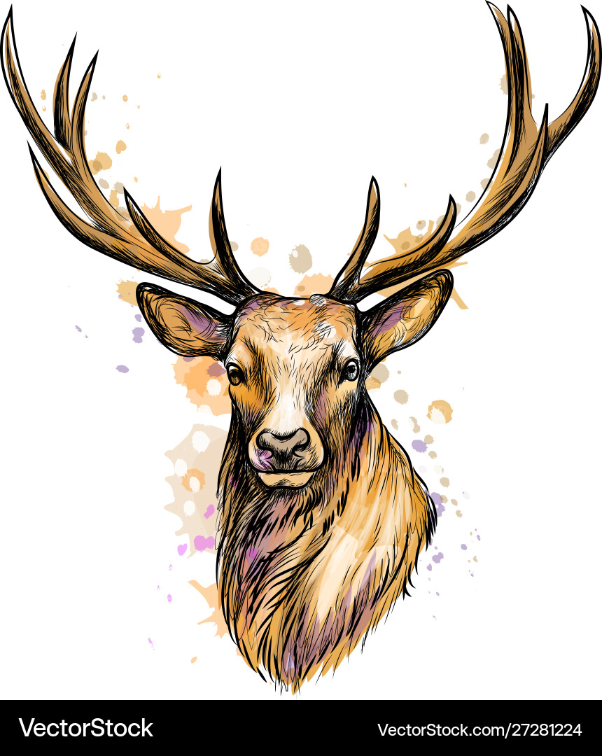 Portrait a deer head from splash Portrait a deer head from splash vector image