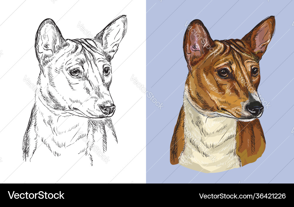 Porträt niedlicher Hund basenji Porträt niedlicher Hund basenji vektorbild