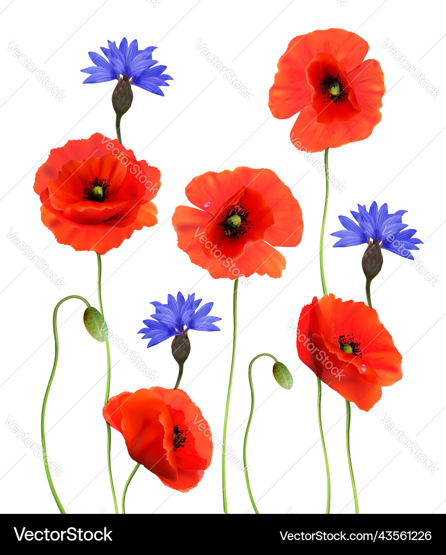 Red poppies and blue cornflowers isolated vector image