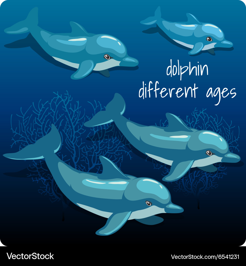 Four dolphins with space for text Vector Image