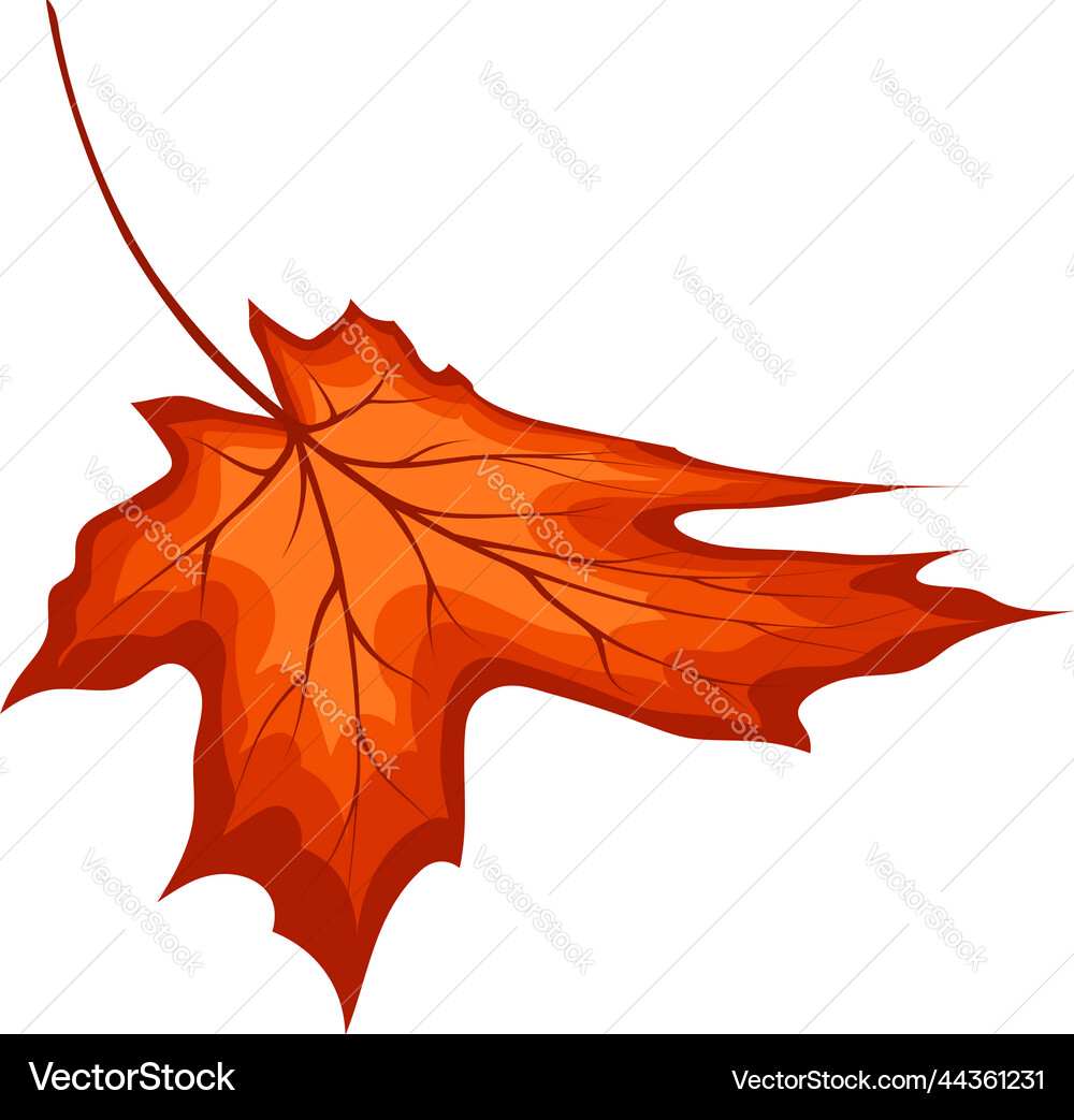 Maple leaf Royalty Free Vector Image - VectorStock