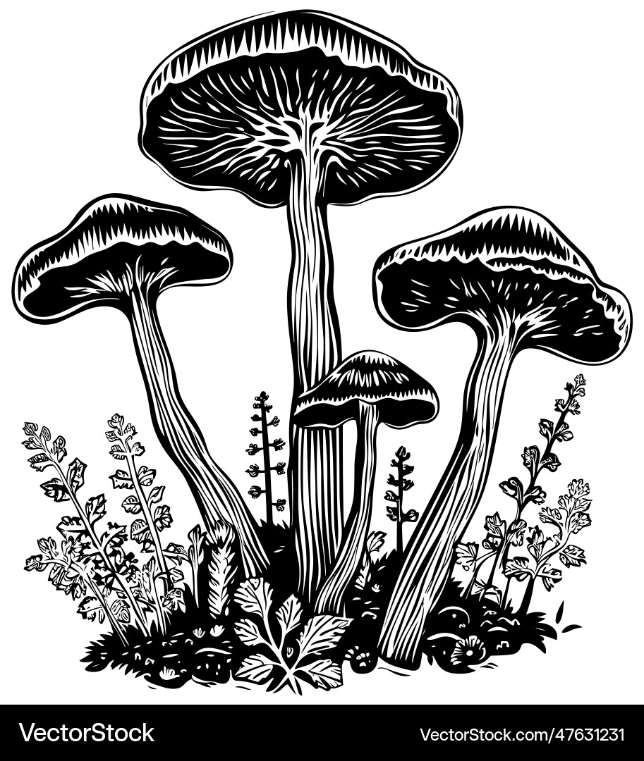 Mushrooms black and white vector image