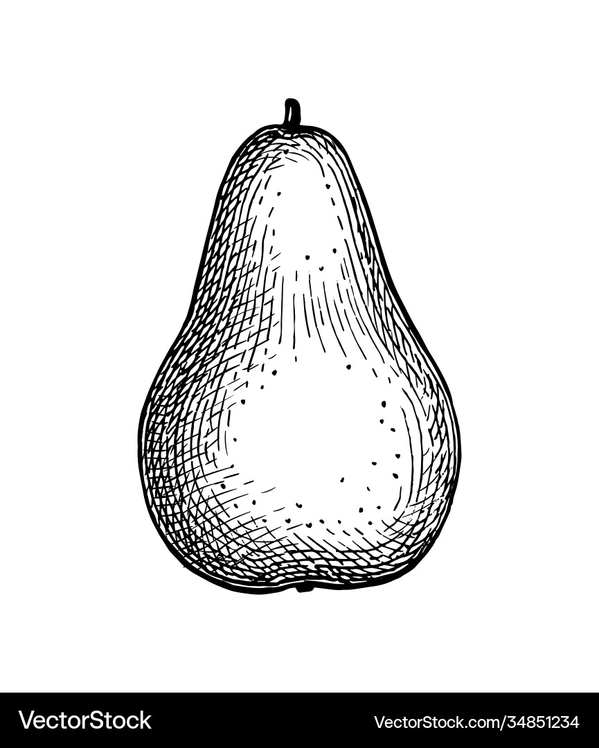 Ink sketch pear Ink sketch pear vector image