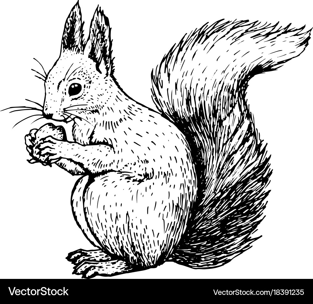 Hand drawn squirrel sketch vector image