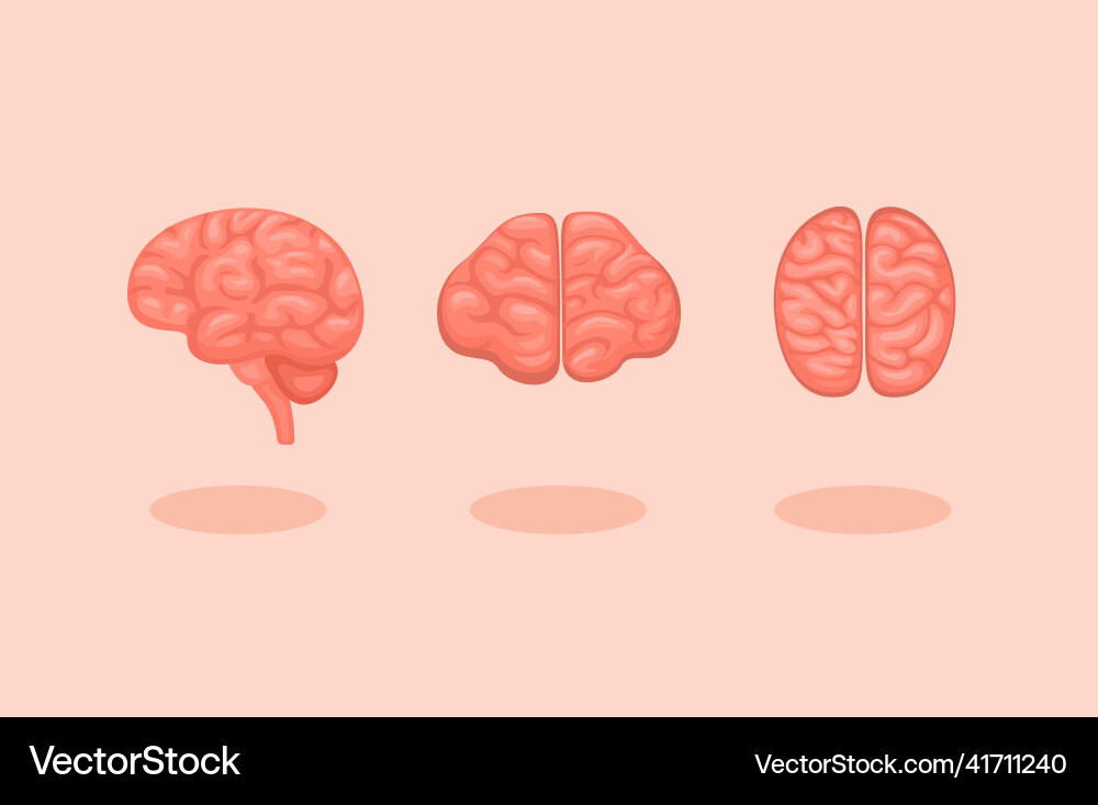Brain 3d icon in top side and front collection set Vector Image