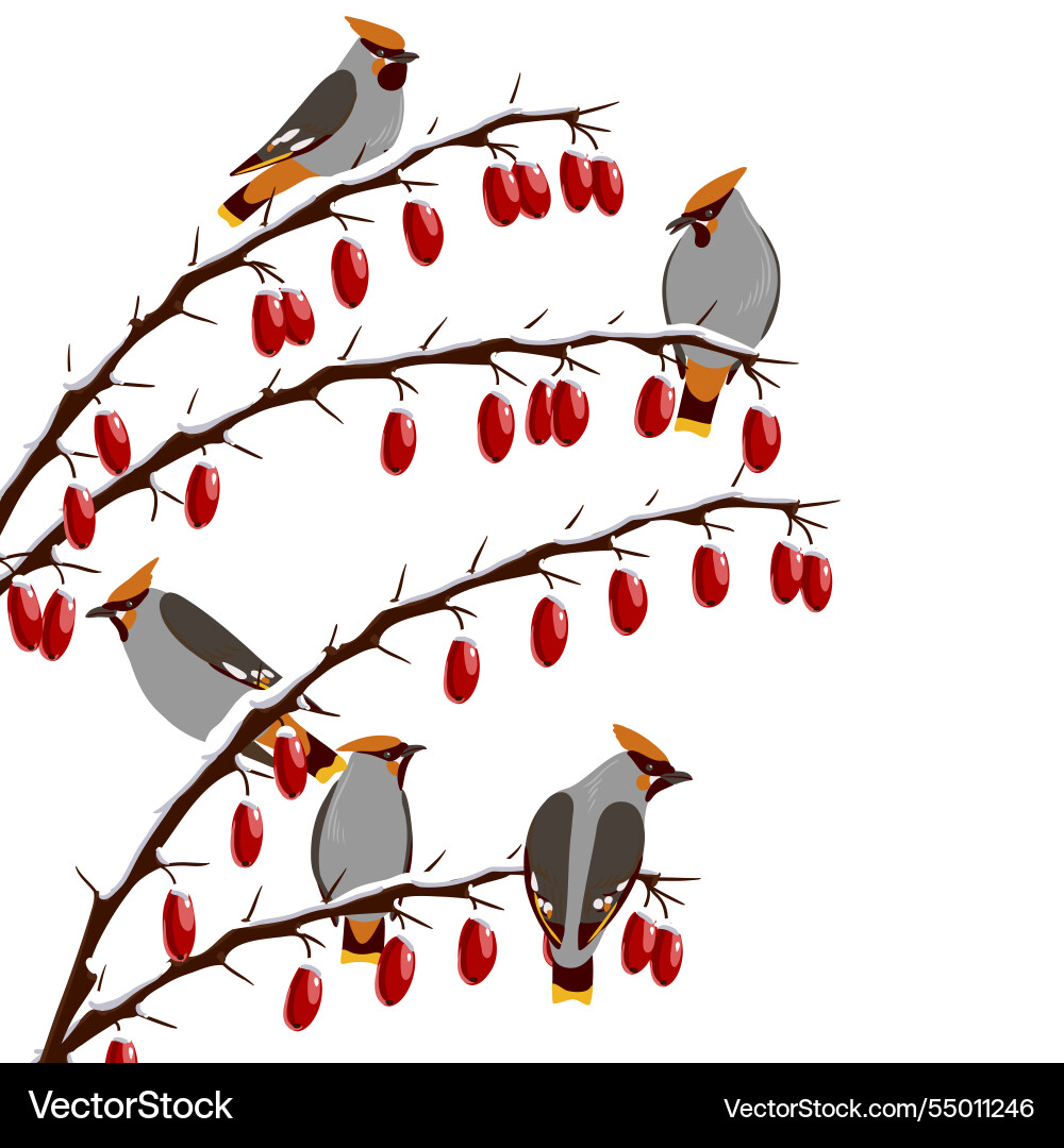Tree branch with berries in winter Tree branch with berries in winter vector image