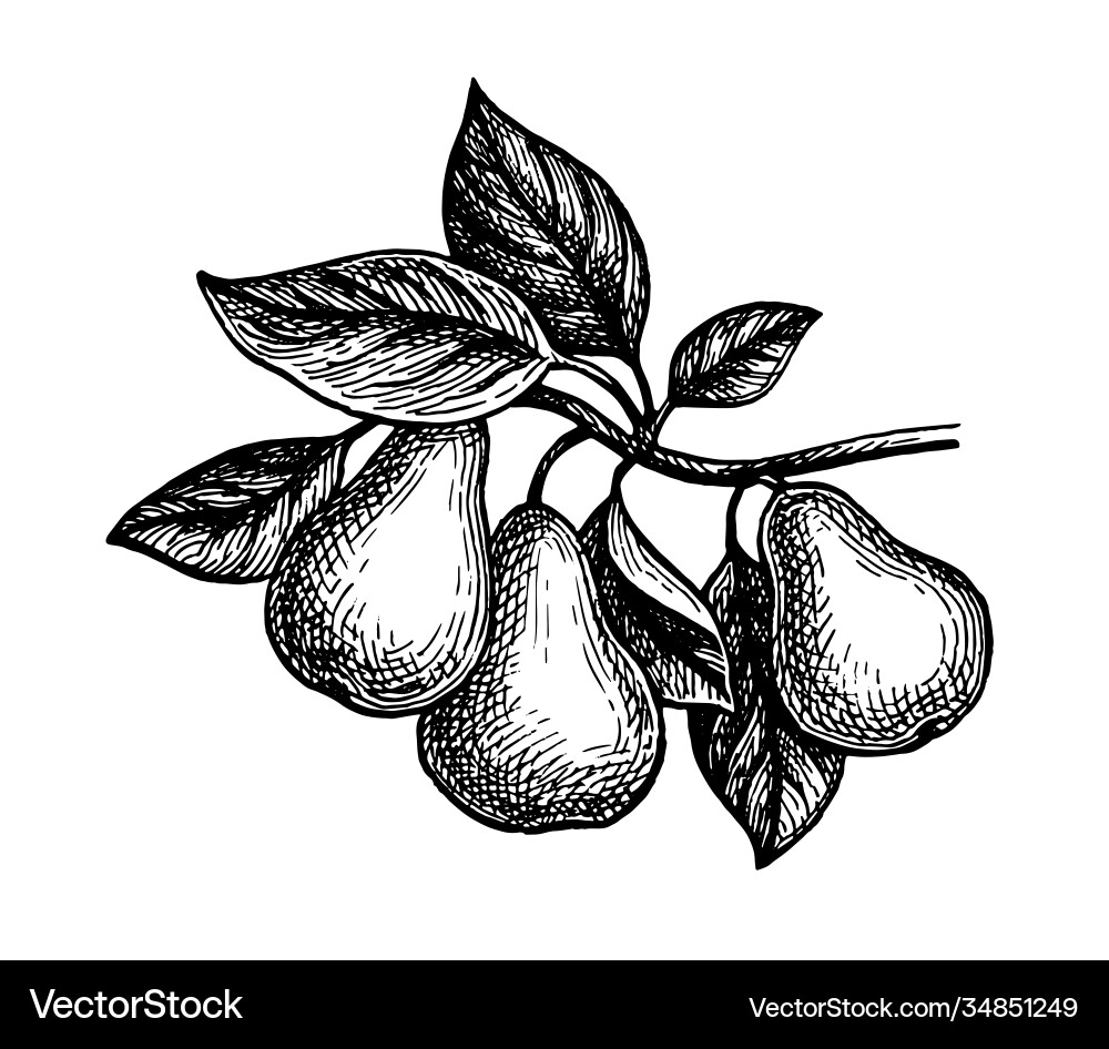 Ink sketch pear vector image