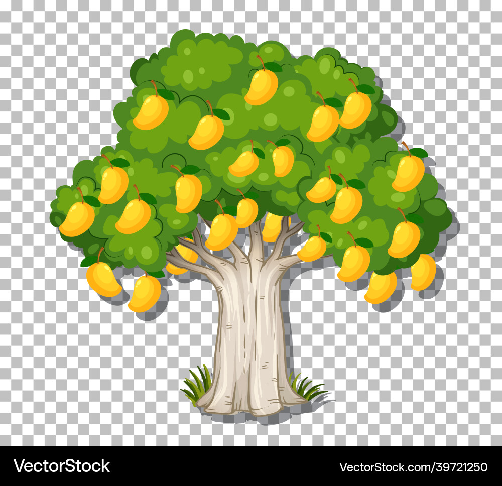 Mango tree on transparent background Vector Image