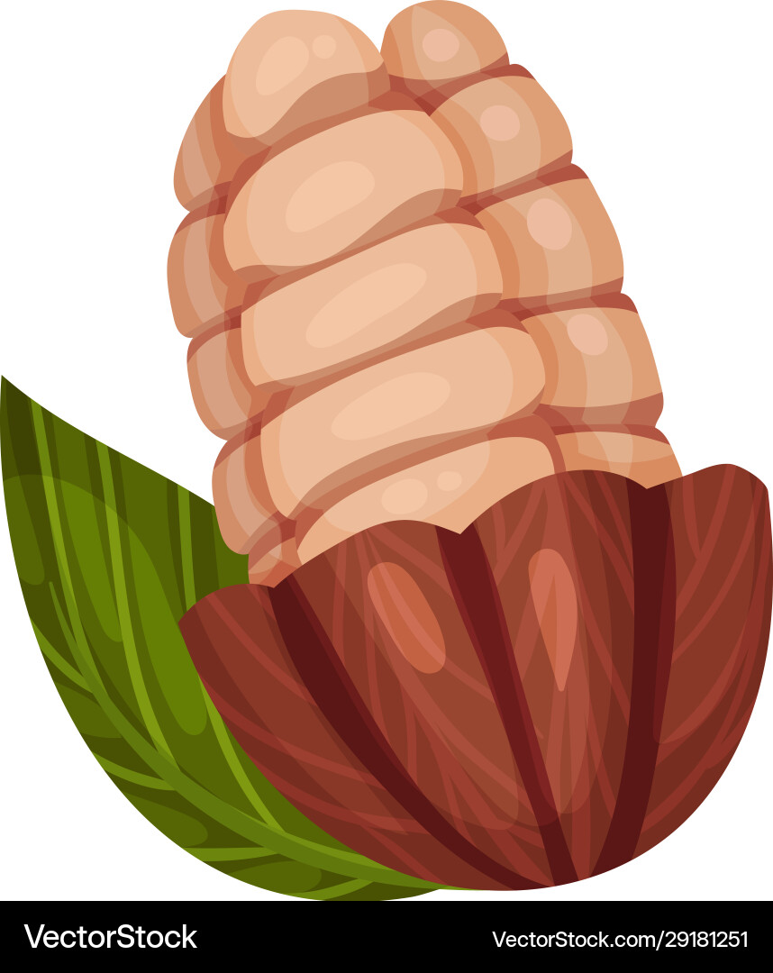 Shelled cocoa pod with beans inside realistic Shelled cocoa pod with beans inside realistic Vector Image
