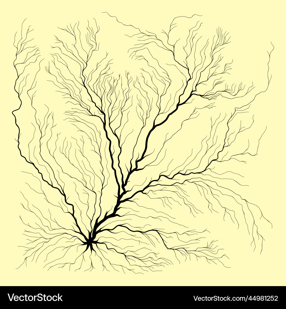 Abstract circle shape of tree roots vector image