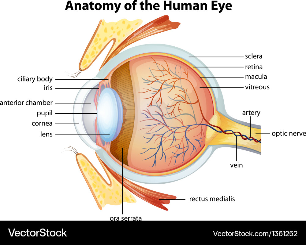 Anatomiediagramm des menschlichen Auges vektorbild