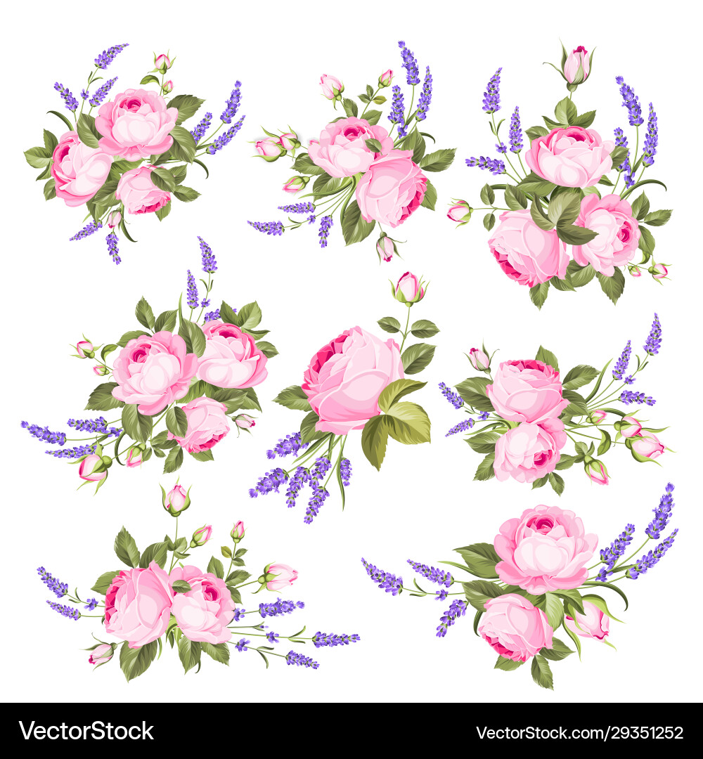 Blooming Floral Set - Roses & Lavender Vector Image