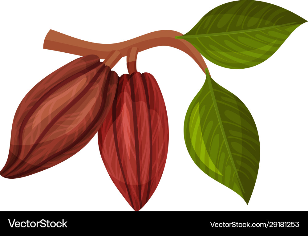 Whole cocoa pod hanging on tree branch Vector Image