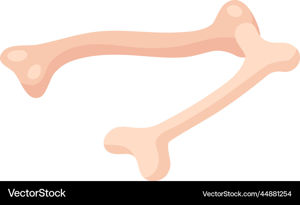 Human bones primitive composition vector image