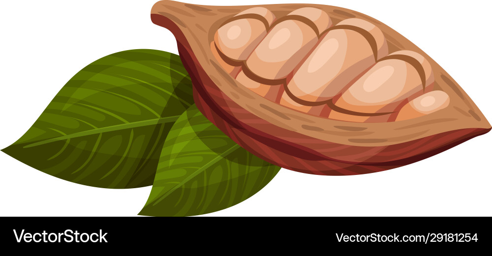 Shelled cocoa pod with beans inside realistic Vector Image