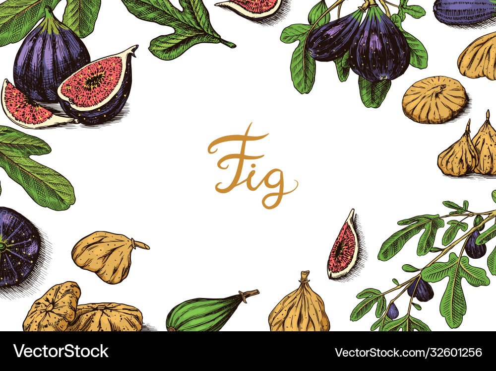 Fresh figs poster or banner detox spice dried Fresh figs poster or banner detox spice dried vector image