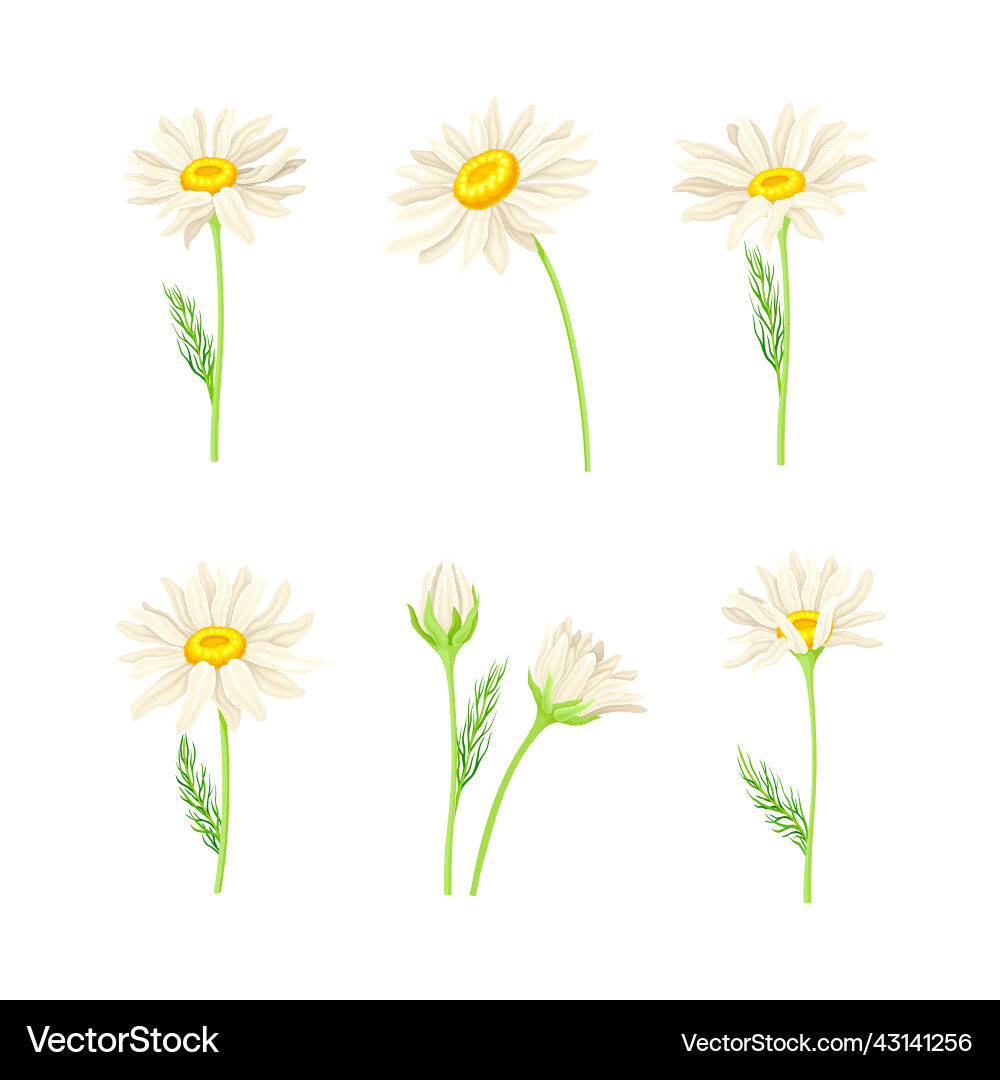 Set of beauty chamomile daisy flowers with leaves Set of beauty chamomile daisy flowers with leaves Vector Image