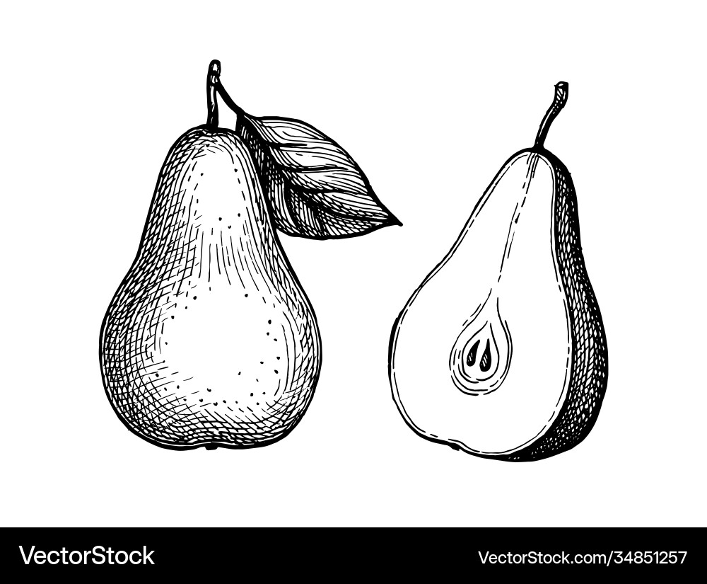 Ink sketch pear Ink sketch pear Vector Image