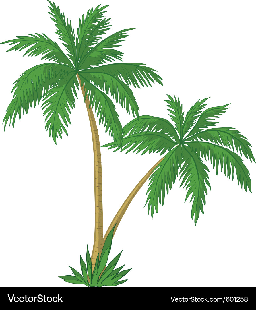 Palm trees vector image