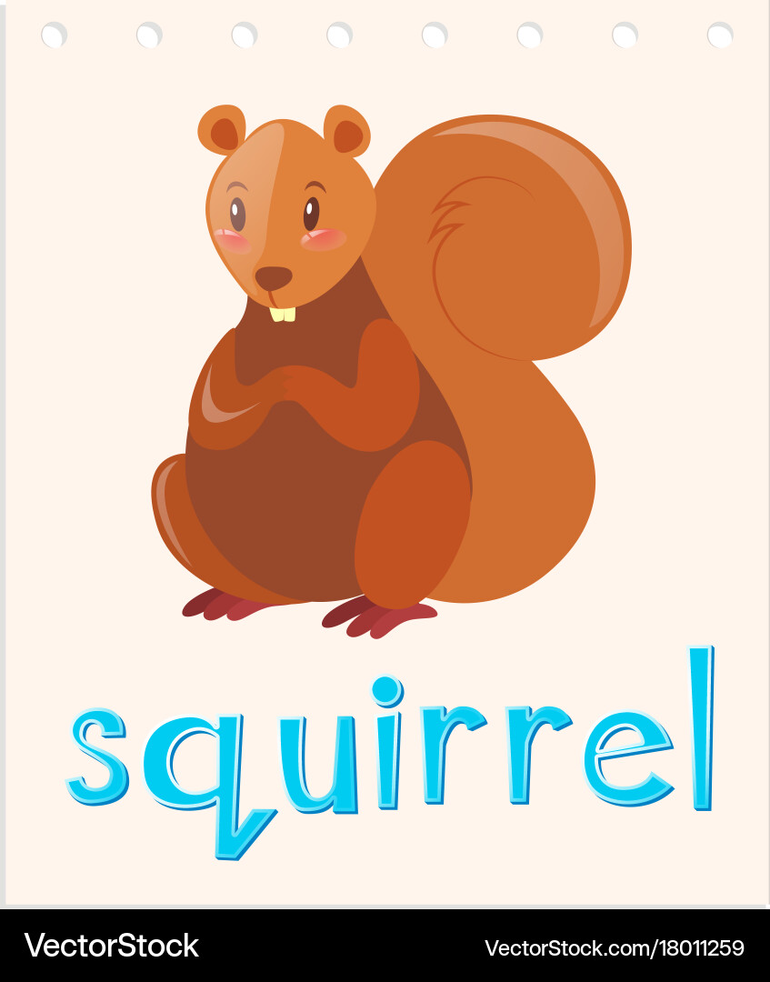 Flashcard with word squirrel vector image