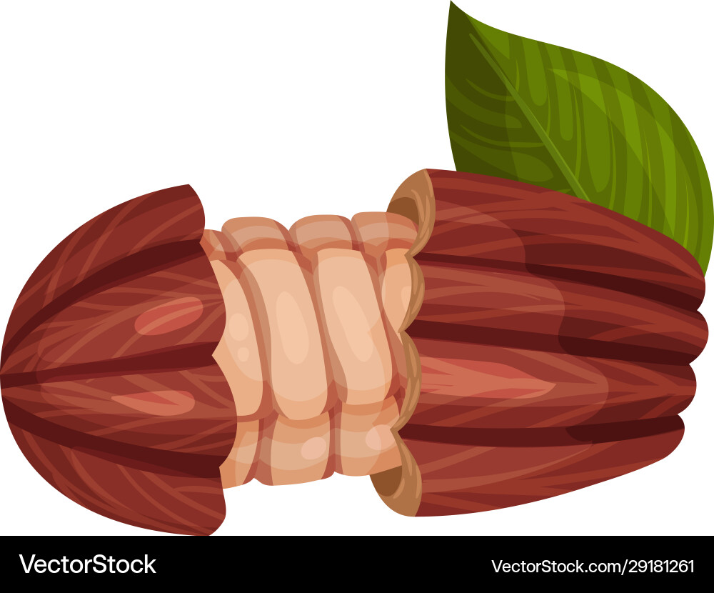 Cocoa pod cut into halves with many beans inside Cocoa pod cut into halves with many beans inside vector image