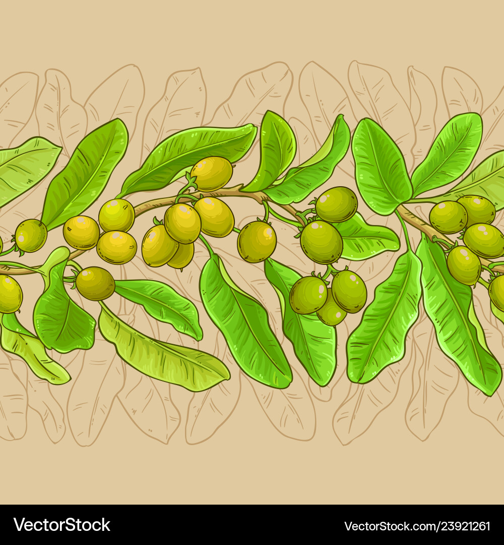 Shea branches pattern on white background Shea branches pattern on white background vector image