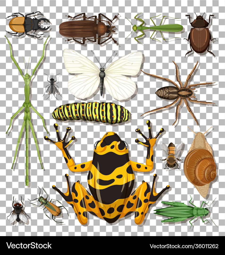 Set different insects on transparent background Set different insects on transparent background vector image