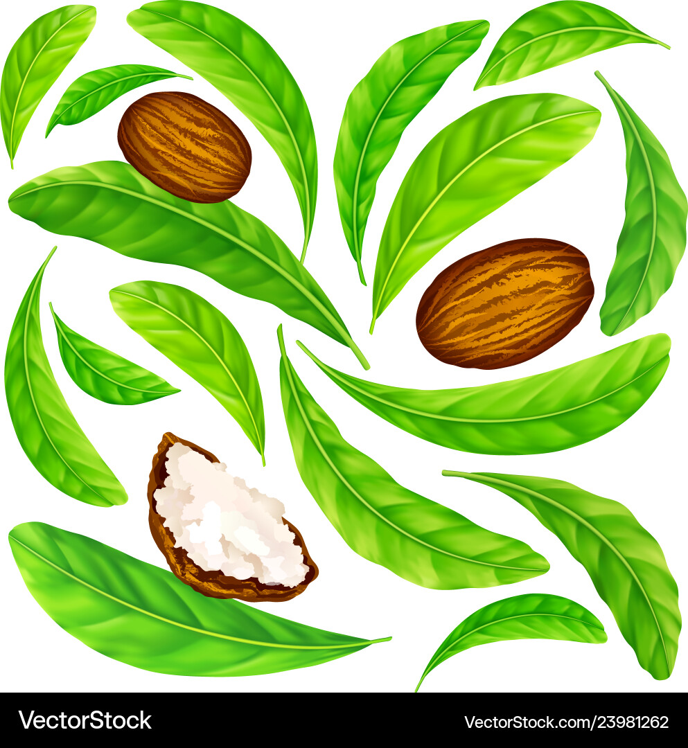 Shea nuts with leaves in pattern Vector Image