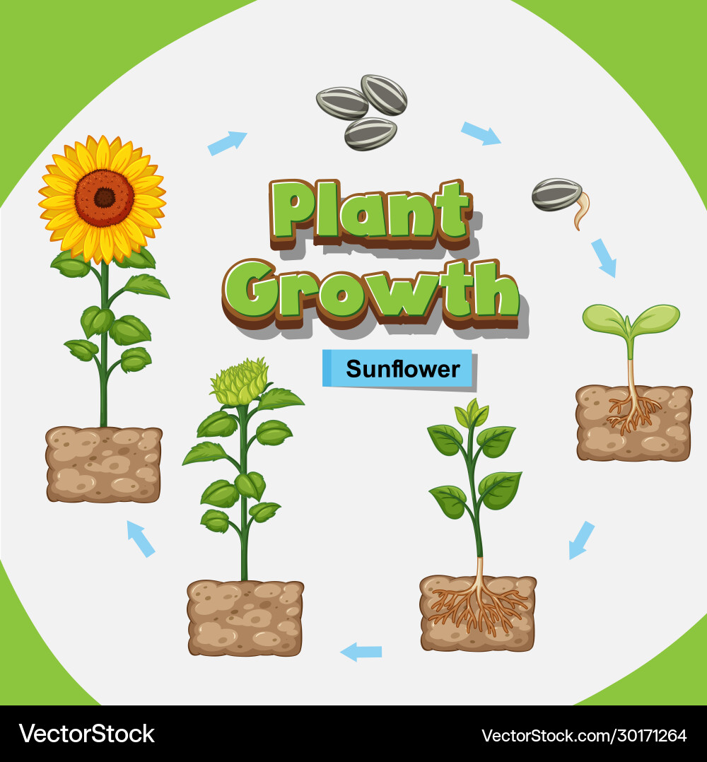 Diagram showing how plants grow from seed Diagram showing how plants grow from seed vector image