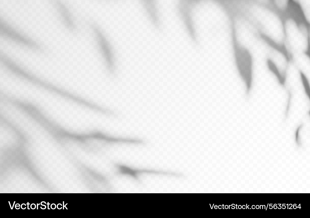 Shadow overlay from a tree branch isolated vector image