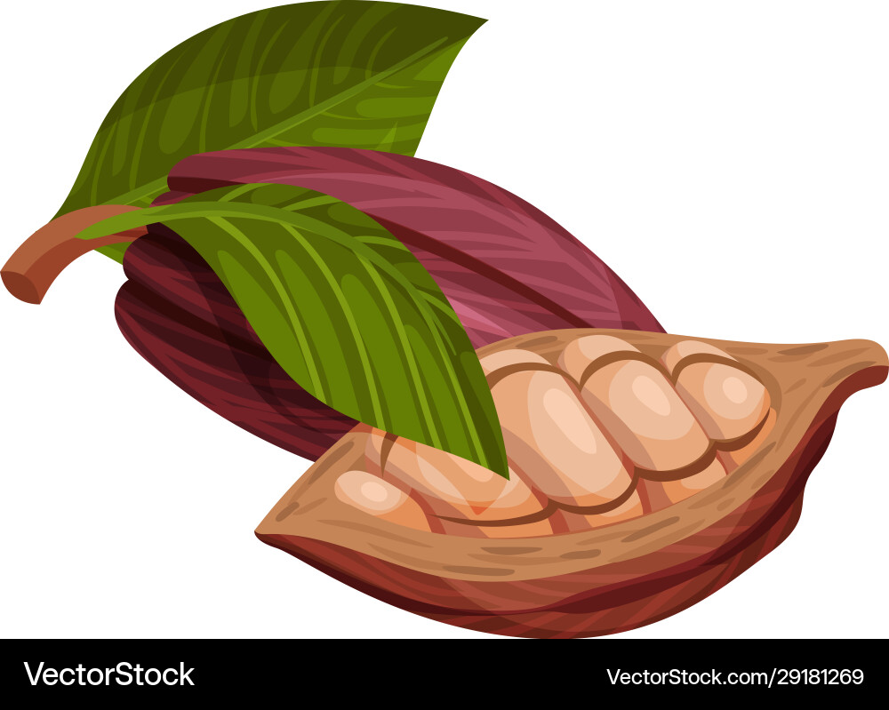 Cocoa pod cut into halves with many beans inside Cocoa pod cut into halves with many beans inside vector image