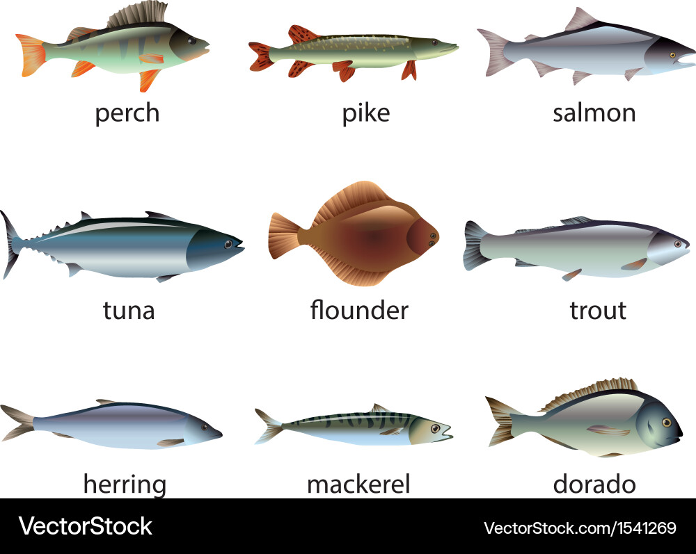 Fish set Royalty Free Vector Image - VectorStock