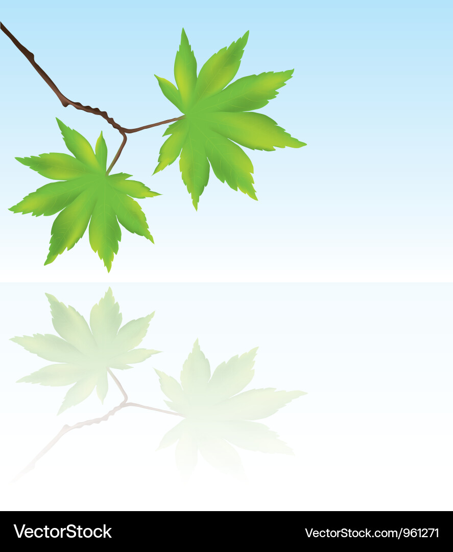 Branch with maple leaves Vector Image
