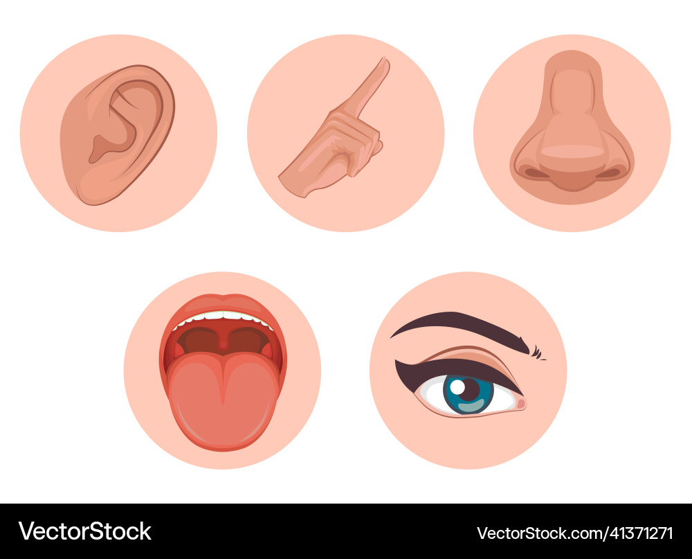 Fünf Sinne Icon flaches Design mit Namenssicht Fünf Sinne Icon flaches Design mit Namenssicht vektorbild