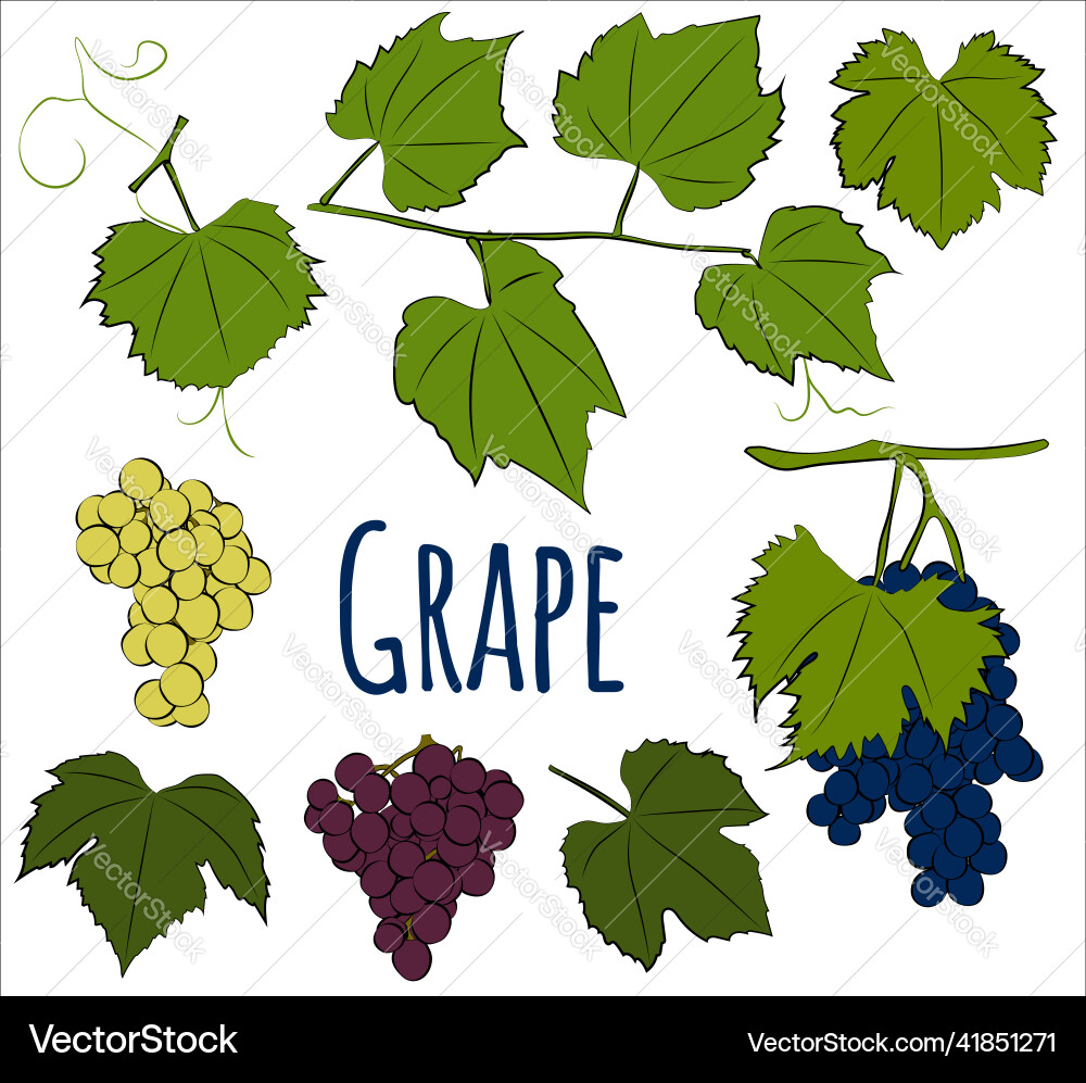 Set of grape with leaves graphics Vector Image