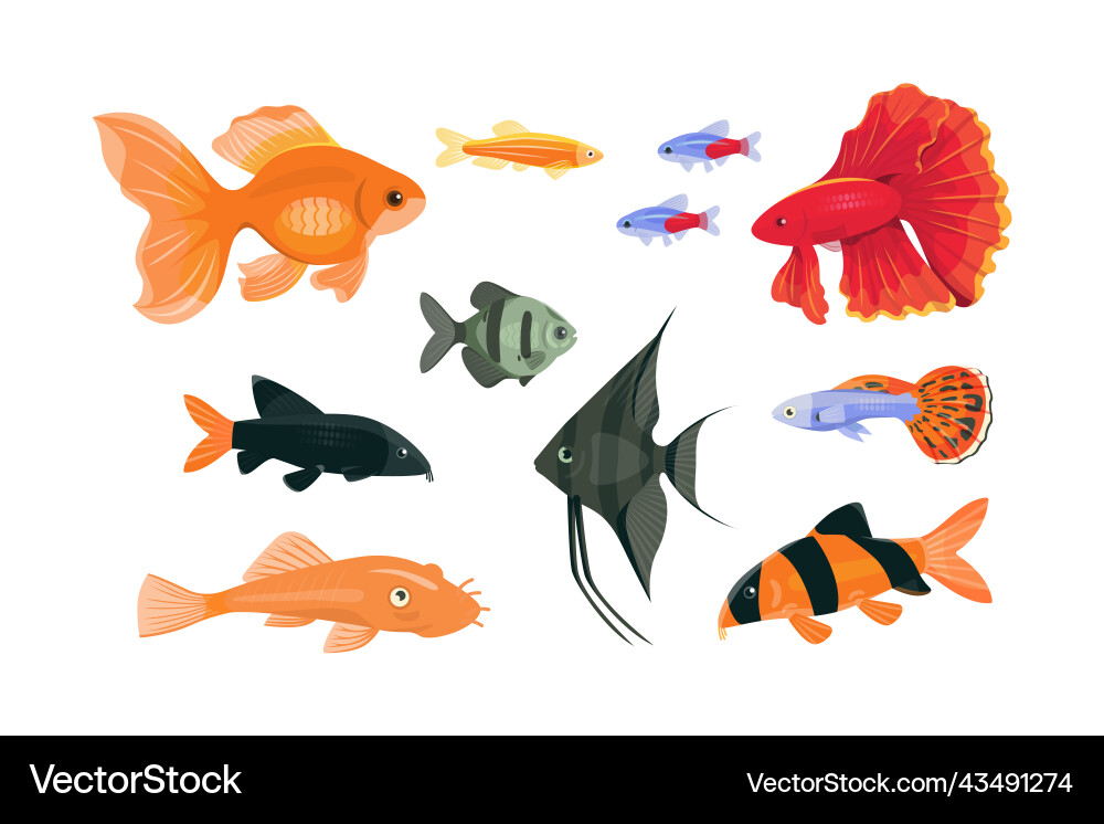 Popular aquarium fish on a white background Vector Image
