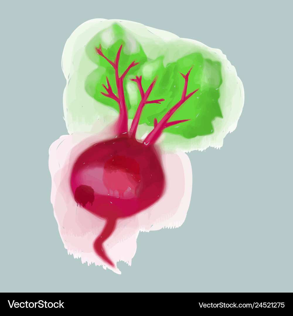 Watercolor beet eco food menu background Vector Image