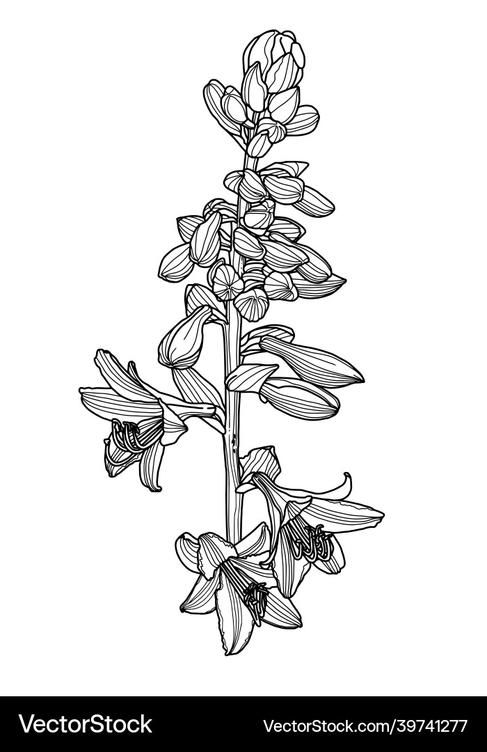 Realistic linear hosta flower graphics with leaves Realistic linear hosta flower graphics with leaves vector image