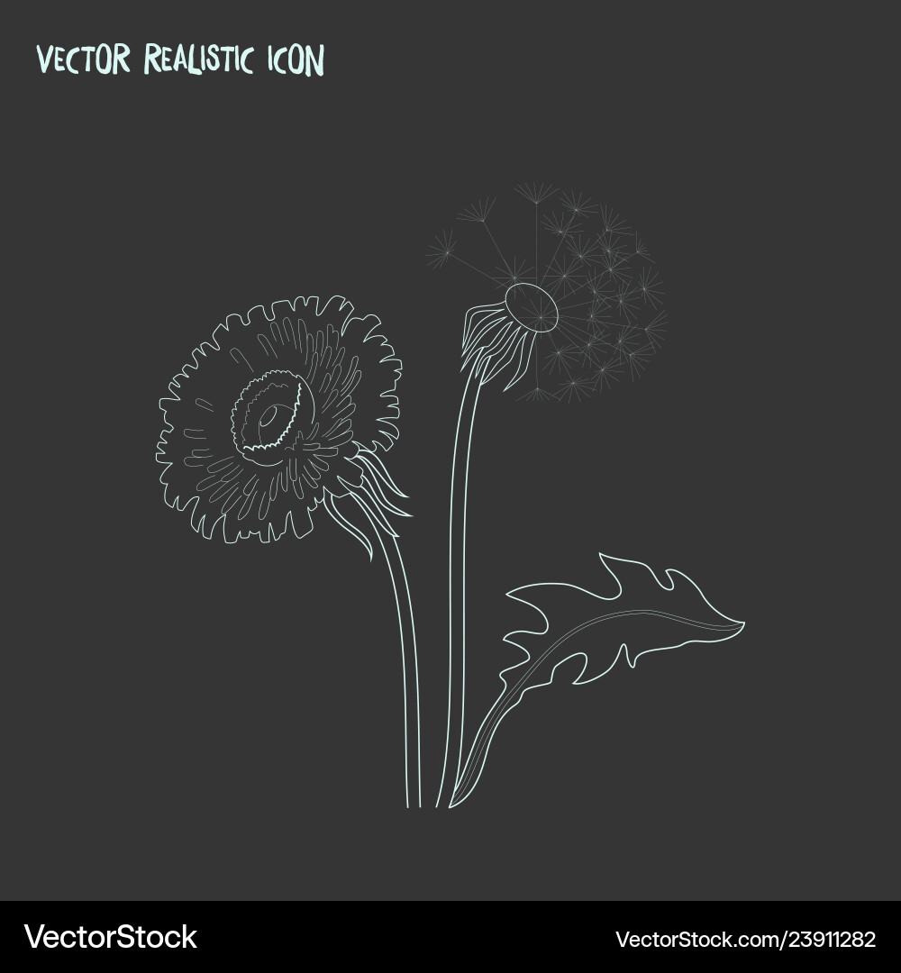 Dandelion icon line element Dandelion icon line element vector image