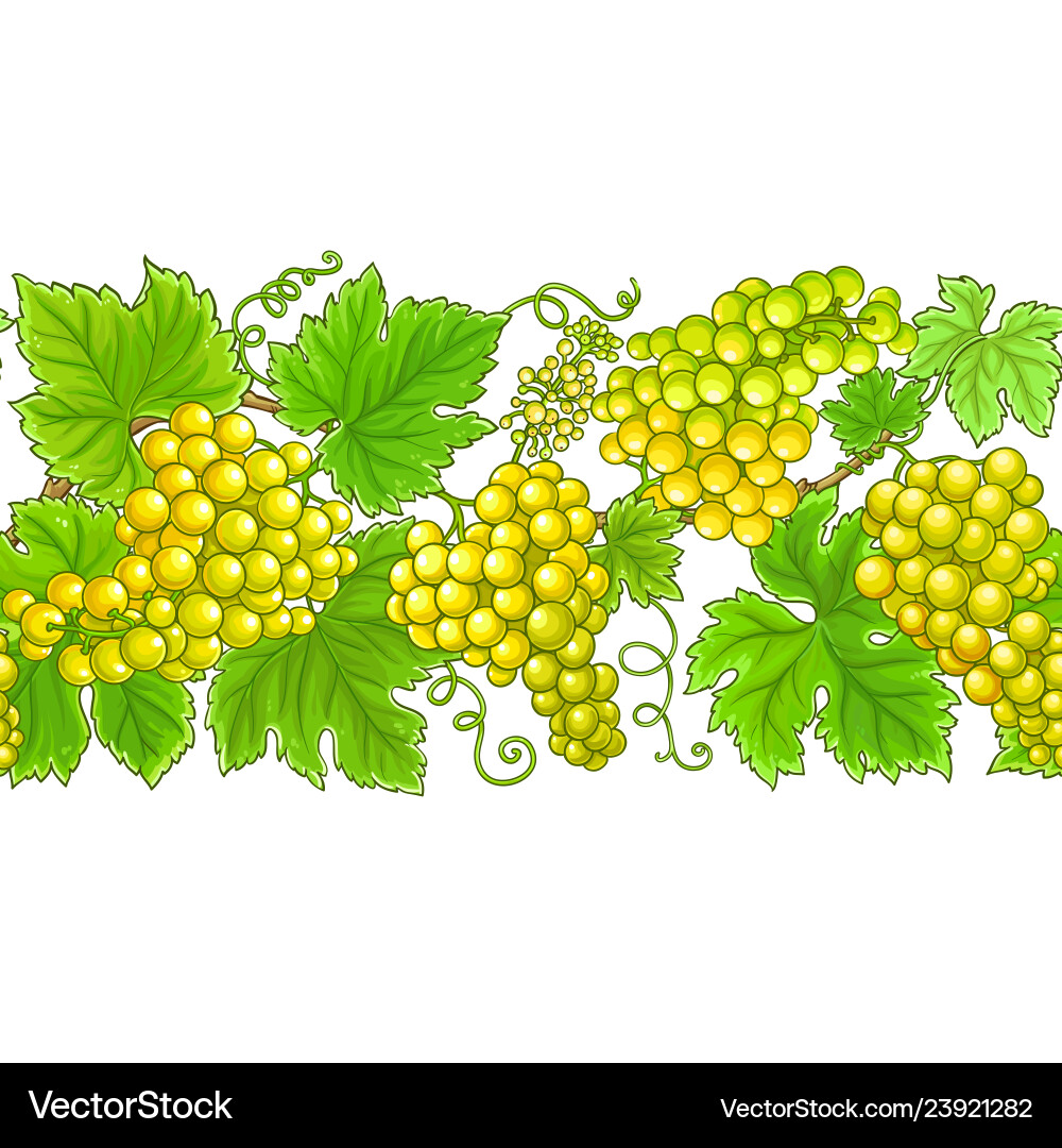 Grapes Branches Pattern vector image