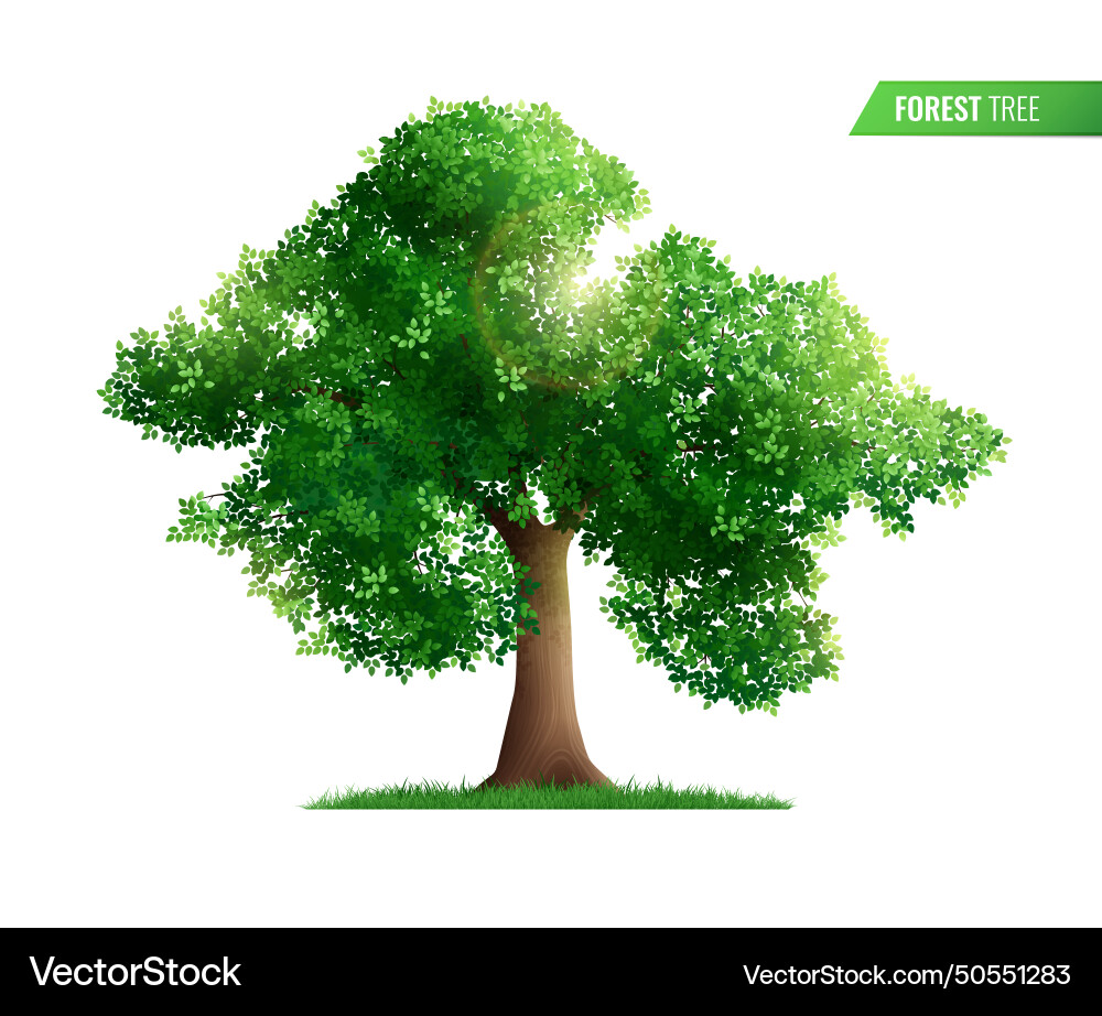 Forest tree realistic composition with isolated Forest tree realistic composition with isolated Vector Image