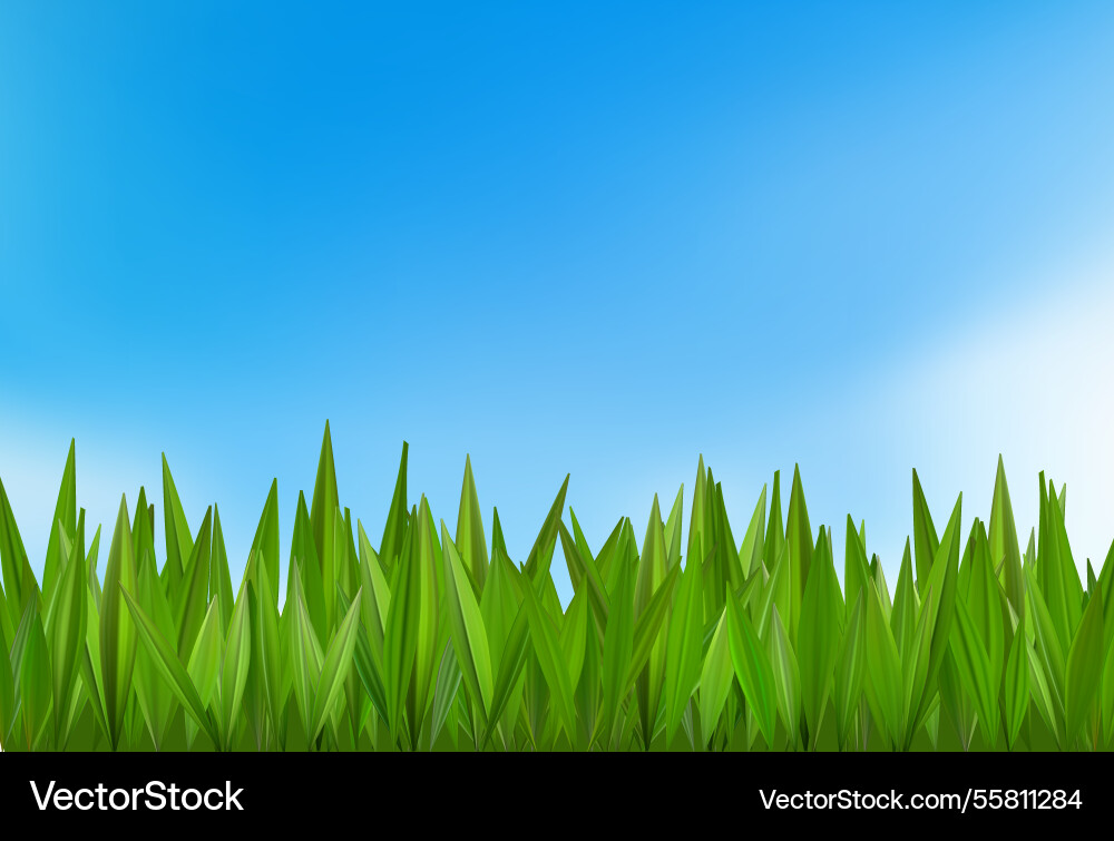 Grass sky background green blue spring field Grass sky background green blue spring field vector image