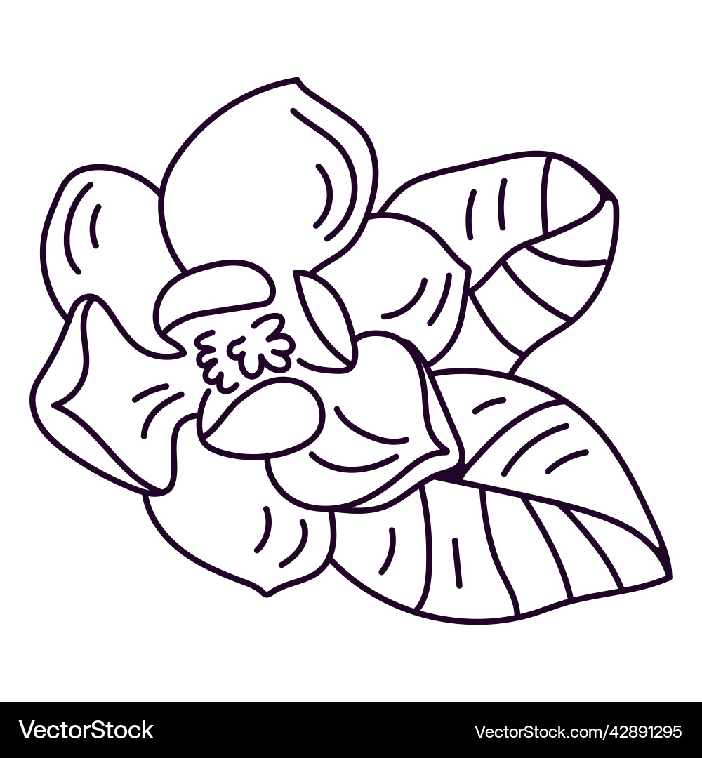 Jasmine flower stroke high quality – Royalty-Free Vector | VectorStock, image size:1000x1080