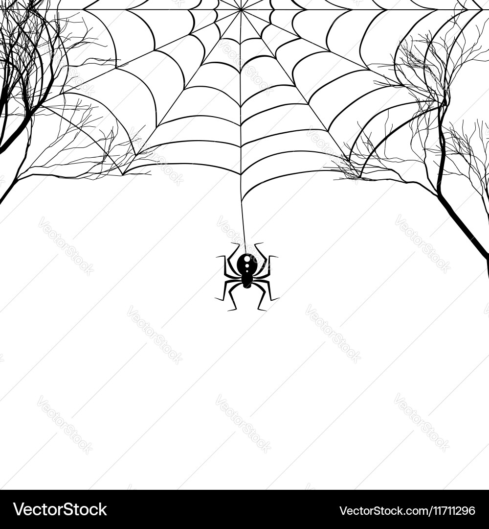 Cobweb between tree branches and a small spider Vector Image