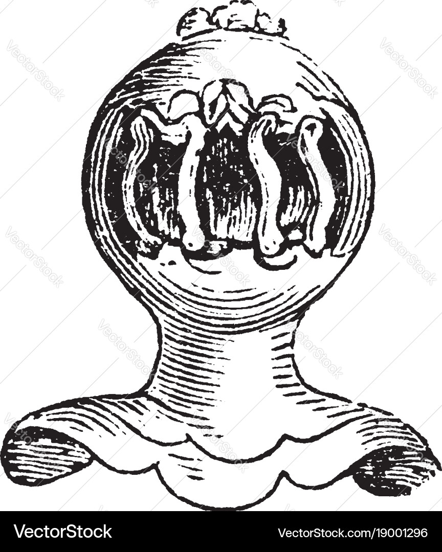 Grated helmet direct front view of the Vector Image
