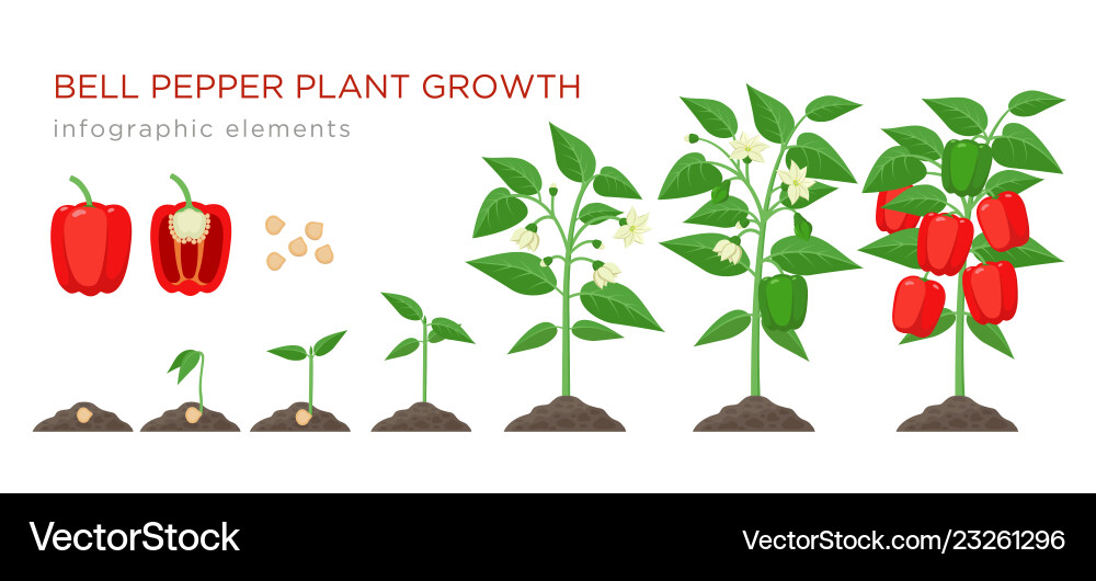Sweet pepper plant growth stages infographic Sweet pepper plant growth stages infographic vector image