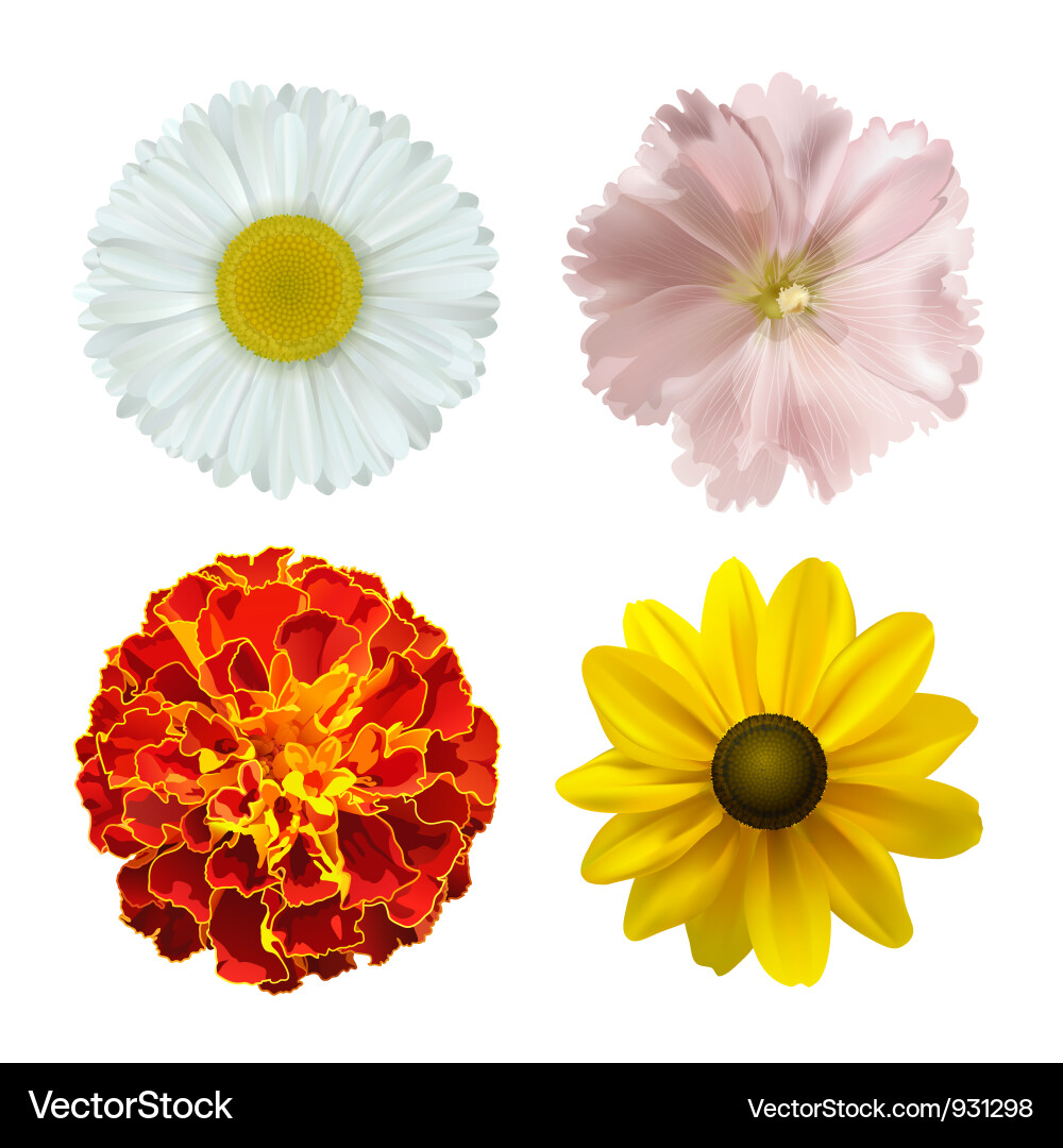 Colorful Marigold Flowers Vector Image